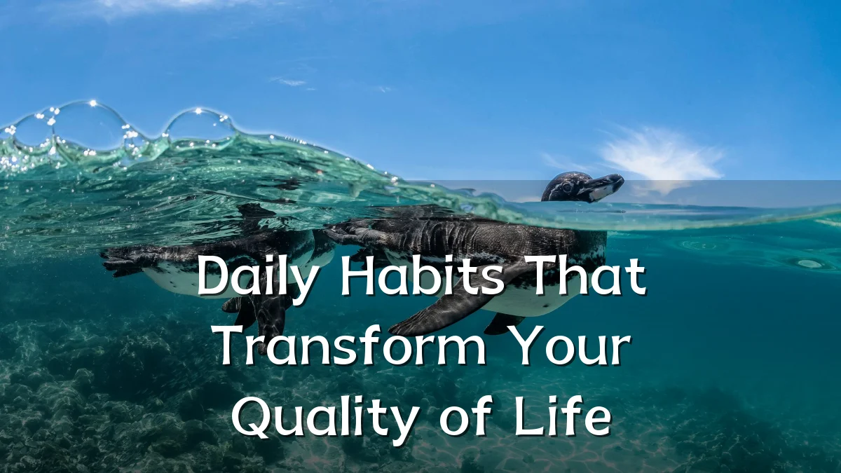 Daily Habits That Transform Your Quality of Life