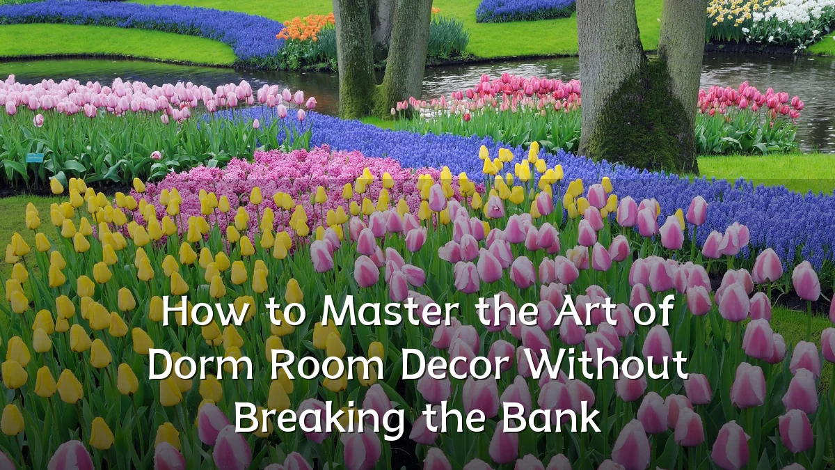 How to Master the Art of Dorm Room Decor Without Breaking the Bank