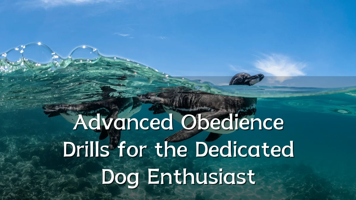 Advanced Obedience Drills for the Dedicated Dog Enthusiast