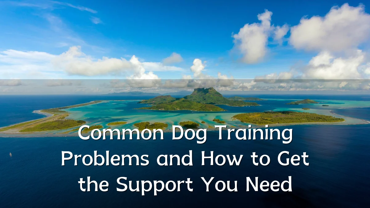 Common Dog Training Problems and How to Get the Support You Need