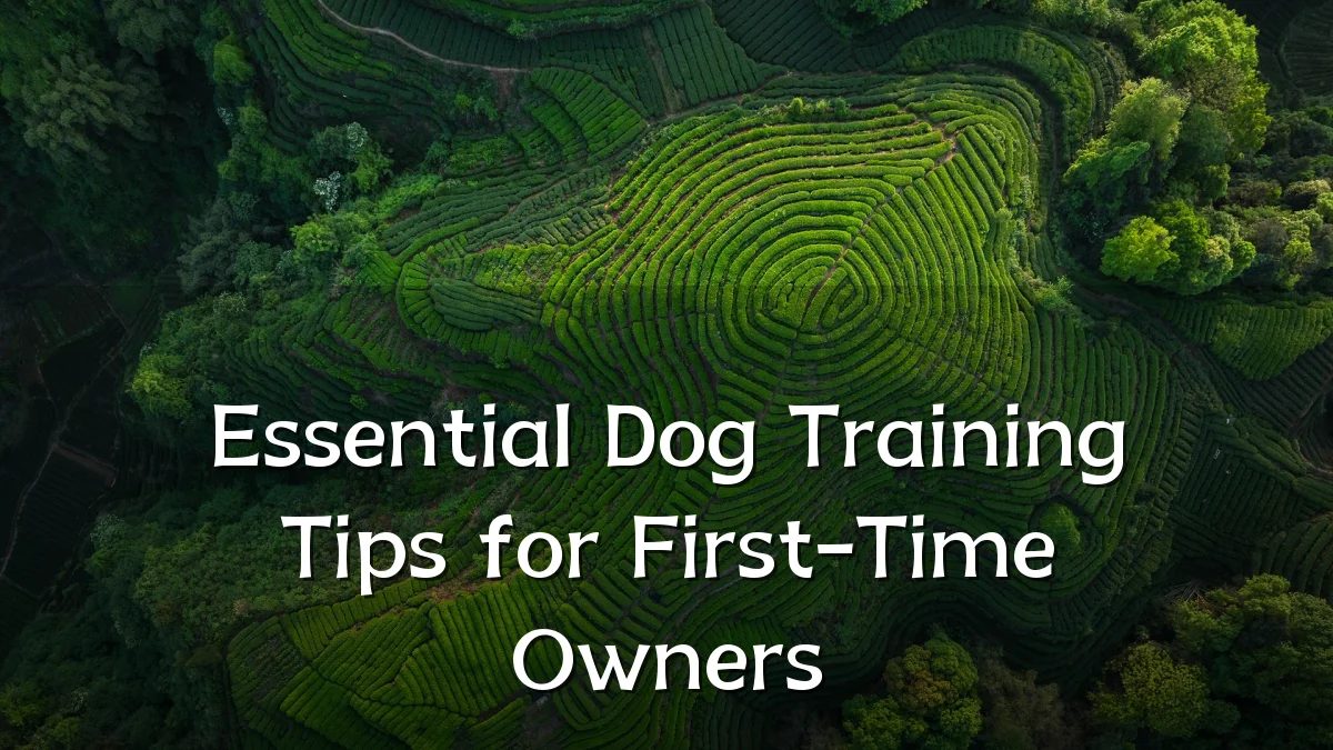 Essential Dog Training Tips for First-Time Owners