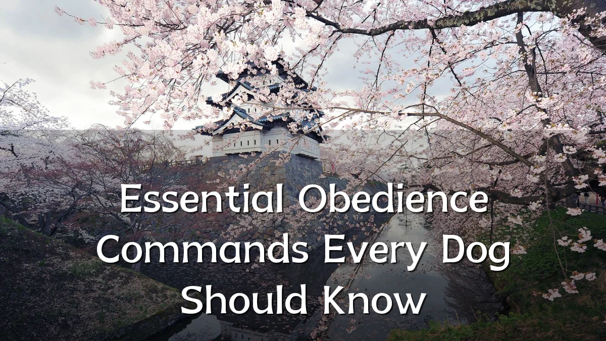 Essential Obedience Commands Every Dog Should Know