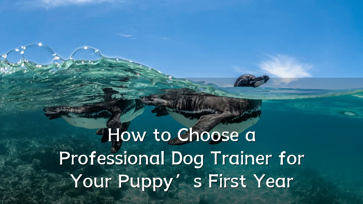 How to Choose a Professional Dog Trainer for Your Puppy’s First Year