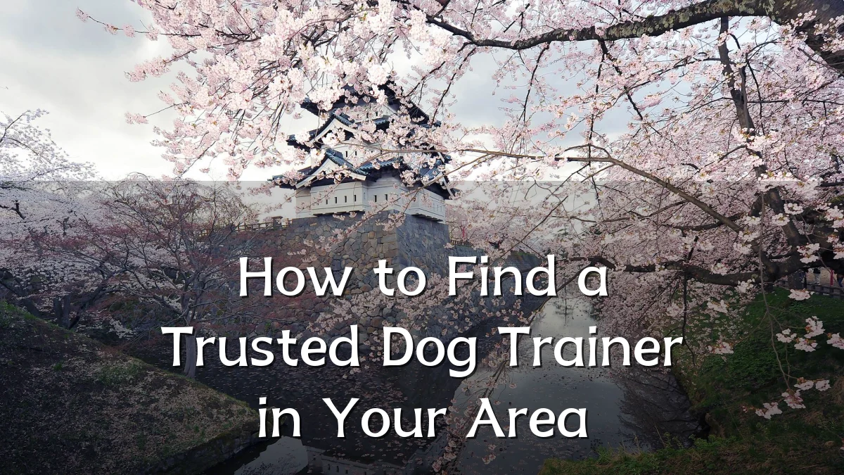 How to Find a Trusted Dog Trainer in Your Area