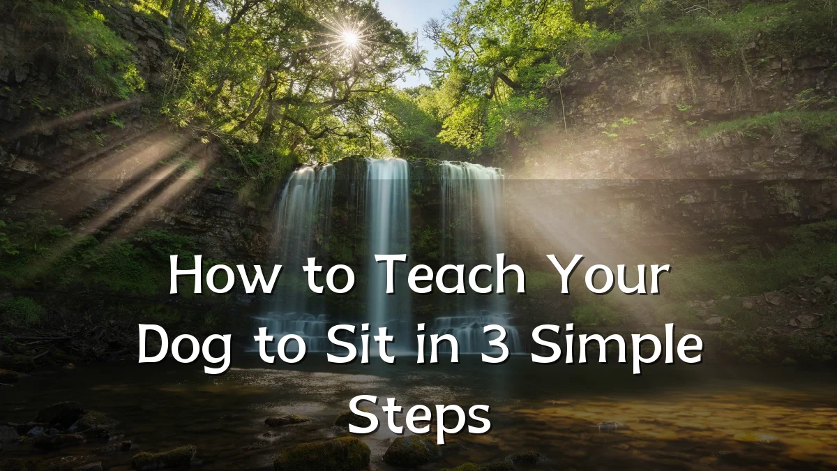 How to Teach Your Dog to Sit in 3 Simple Steps