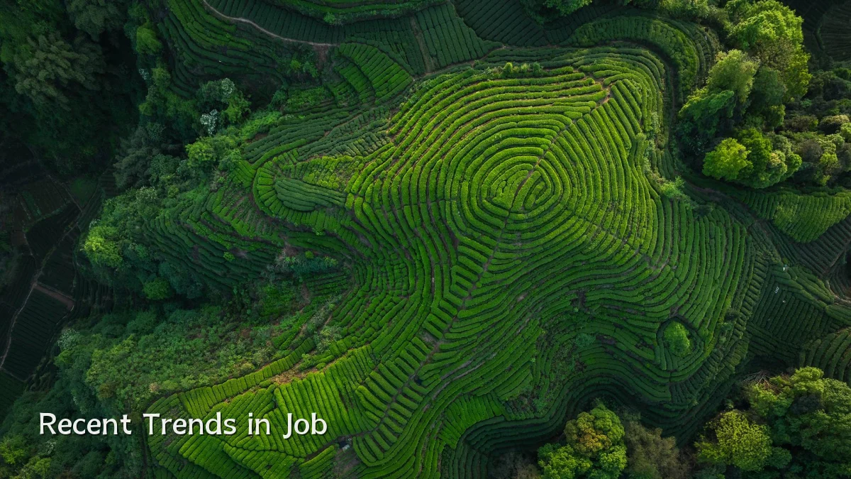 Recent Trends in Job