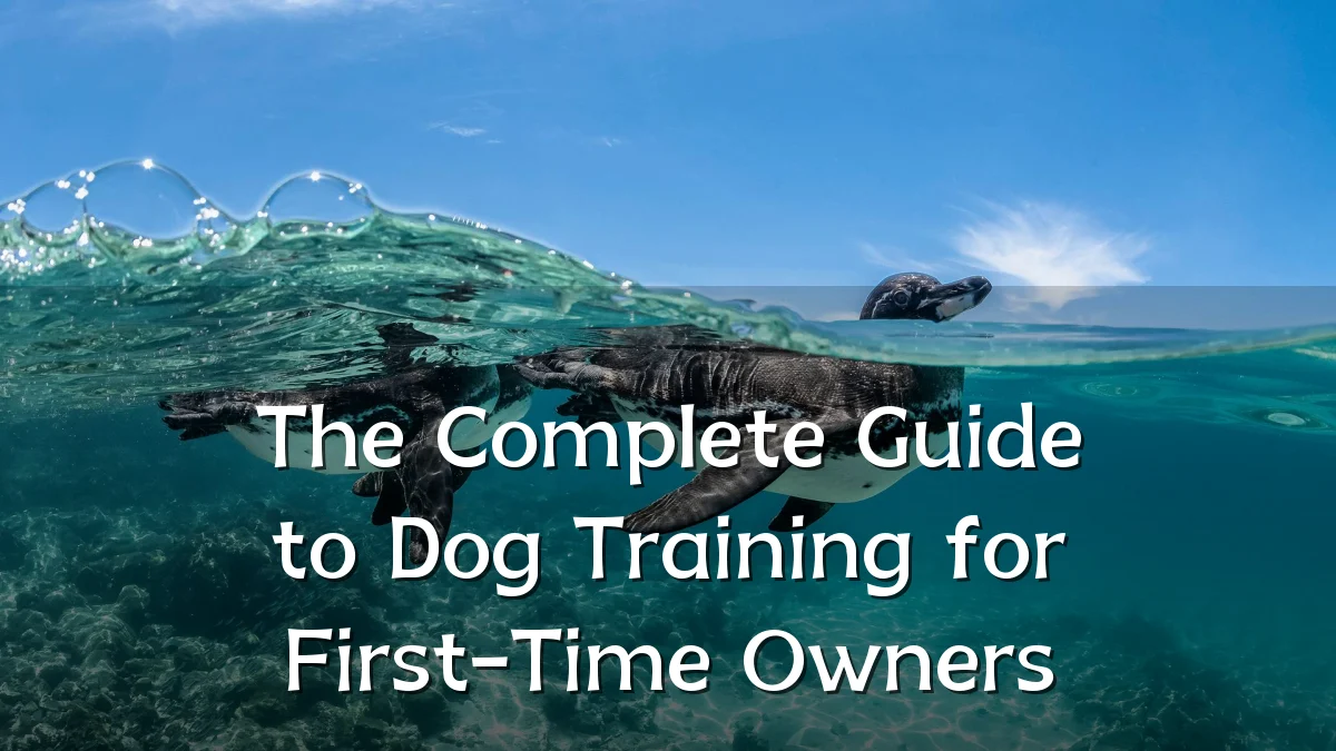 The Complete Guide to Dog Training for First-Time Owners