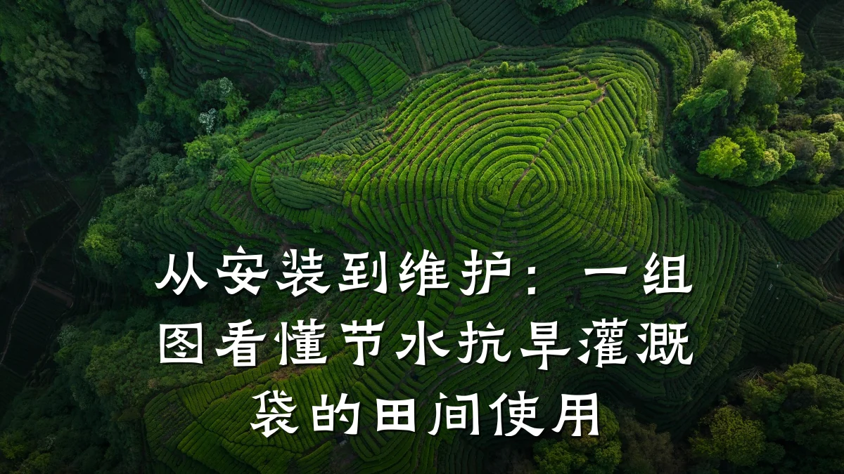 从安装到维护:一组图看懂节水抗旱灌溉袋的田间使用